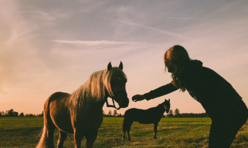 195 Hands on With Horses •Sam MacLean